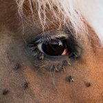 7 Ways to Keep Flies Away from Your Horse