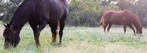Read more about the article Changing Equine Behavior with Forage.