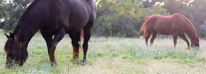 You are currently viewing Changing Equine Behavior with Forage.