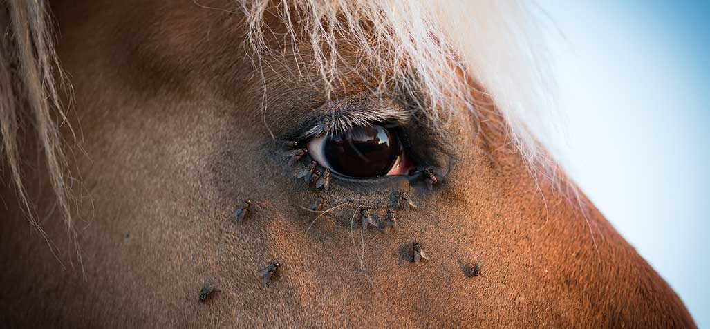 You are currently viewing Protect Your Horses From Flies: How Feed-Through Fly Control Makes a Difference.