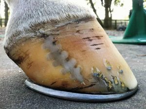Read more about the article Treating and Preventing Hoof Cracks with Farrier’s Formula.