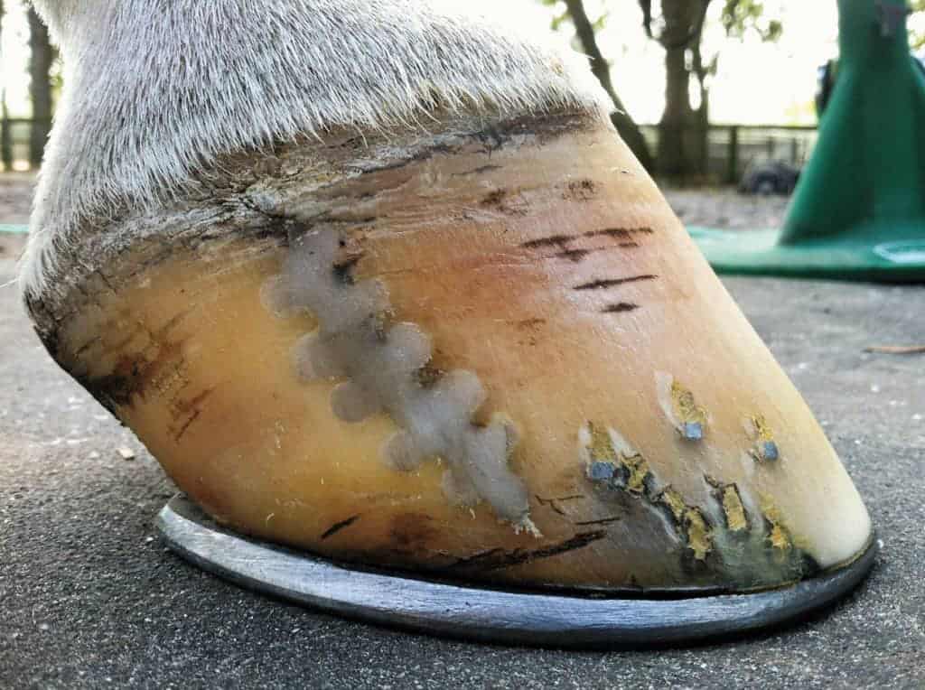 You are currently viewing Treating and Preventing Hoof Cracks with Farrier’s Formula.