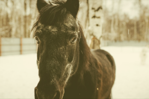 Read more about the article Winter Horseback Riding Tips.