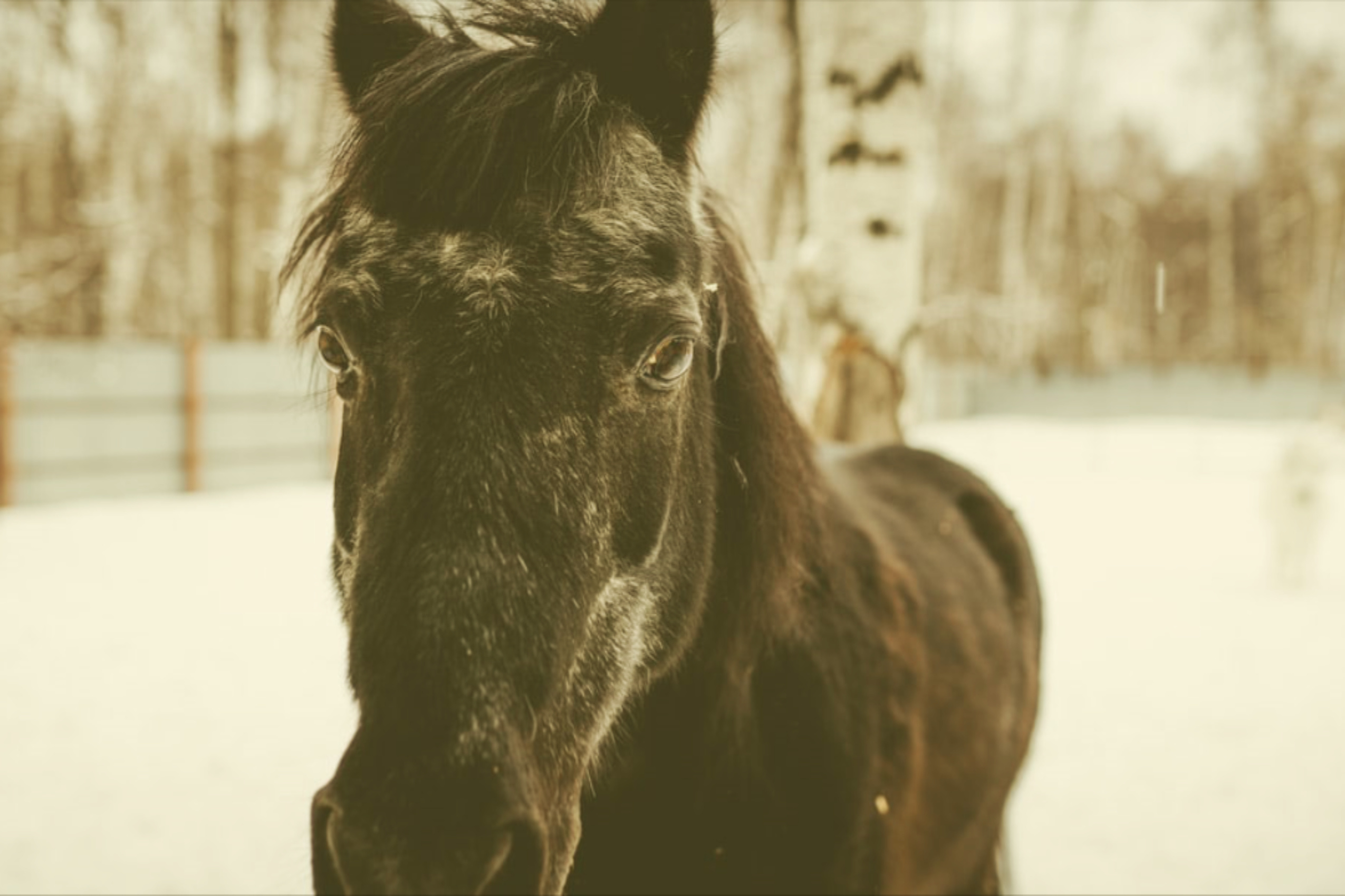 You are currently viewing Winter Horseback Riding Tips.